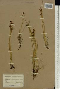 Scheuchzeria palustris L., Eastern Europe, Central forest-and-steppe region (E6) (Russia)