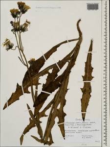 Sonchus arvensis subsp. humilis (N. I. Orlova) Tzvelev, Eastern Europe, Northern region (E1) (Russia)