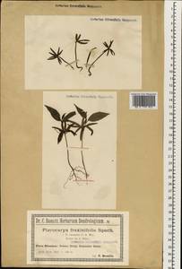 Pterocarya fraxinifolia (Poir.) Spach, South Asia, South Asia (Asia outside ex-Soviet states and Mongolia) (ASIA) (Poland)