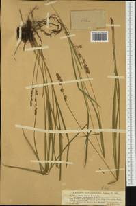 Carex leersii F.W.Schultz, nom. cons., Western Europe (EUR) (Germany)