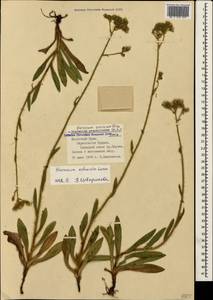 Pilosella echioides subsp. echioides, Crimea (KRYM) (Russia)