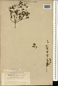 Helianthemum salicifolium (L.) Miller, Caucasus, Georgia (K4) (Georgia)