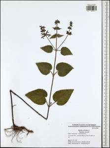 Stachys sylvatica L., Eastern Europe, Central region (E4) (Russia)