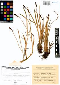 Carex bigelowii subsp. ensifolia (Turcz. ex Gorodkov) Holub, Siberia, Baikal & Transbaikal region (S4) (Russia)