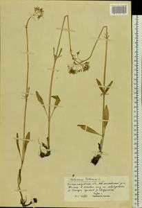 Valeriana tuberosa L., Eastern Europe, South Ukrainian region (E12) (Ukraine)