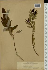 Salix triandra L., Eastern Europe, North-Western region (E2) (Russia)