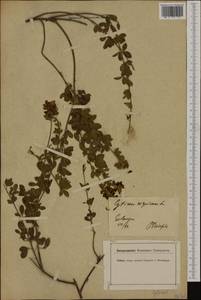 Cytisus nigricans L., Western Europe (EUR) (Germany)