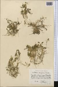 Stellaria schugnanica Schischk., Middle Asia, Pamir & Pamiro-Alai (M2) (Tajikistan)