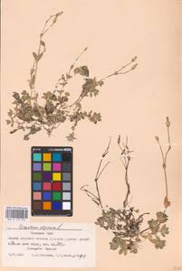 Cerastium alpinum L., Siberia, Western Siberia (S1) (Russia)