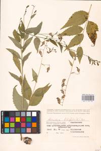 Adenophora liliifolia (L.) A.DC., Eastern Europe, Lower Volga region (E9) (Russia)