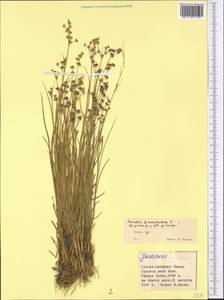 Juncus articulatus L., Middle Asia, Pamir & Pamiro-Alai (M2) (Tajikistan)