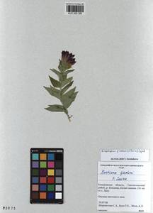 KUZ 000 385, Gentiana septemfida subsp. septemfida, Siberia, Altai & Sayany Mountains (S2) (Russia)