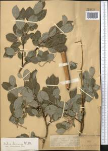 Salix bebbiana Sarg., Middle Asia, Dzungarian Alatau & Tarbagatai (M5) (Kazakhstan)