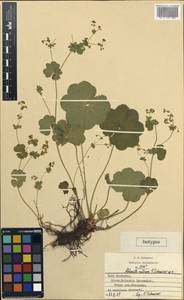 Alchemilla ventiana V. N. Tikhom., Eastern Europe, Middle Volga region (E8) (Russia)