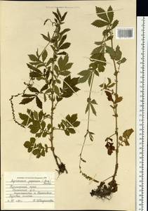 Agrimonia pilosa Ledeb., Siberia, Russian Far East (S6) (Russia)