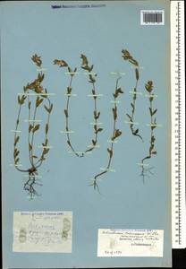 Helianthemum ledifolium subsp. lasiocarpum (Jacques & Hérincq) Nyman, Caucasus, Dagestan (K2) (Russia)