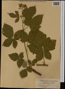 Rubus plicatus Weihe & Nees, Western Europe (EUR) (Austria)