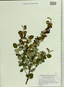 Cotoneaster integerrimus Medik., Eastern Europe, Middle Volga region (E8) (Russia)