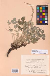 Hedysarum grandiflorum Pall., Eastern Europe, Eastern region (E10) (Russia)