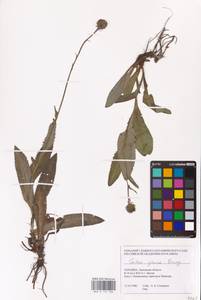 Carduus defloratus subsp. glaucus (Baumg.) Nyman, Eastern Europe, West Ukrainian region (E13) (Ukraine)