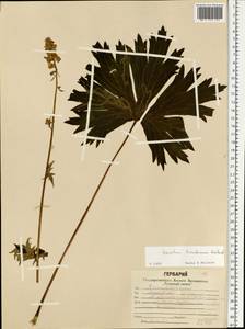 Aconitum lycoctonum subsp. lasiostomum (Rchb.) Warncke, Eastern Europe, Central region (E4) (Russia)