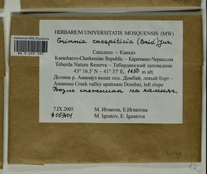 Grimmia caespiticia (Brid.) Jur., Bryophytes, Bryophytes - North Caucasus & Ciscaucasia (B12) (Russia)