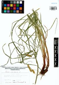 Carex vesicaria L., Siberia, Western Siberia (S1) (Russia)