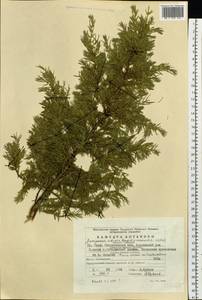 Juniperus communis var. saxatilis Pall., Eastern Europe, Eastern region (E10) (Russia)