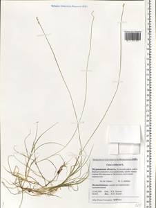 Carex loliacea L., Eastern Europe, Northern region (E1) (Russia)