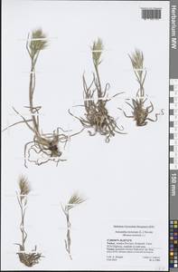 Bromus tectorum L., South Asia, South Asia (Asia outside ex-Soviet states and Mongolia) (ASIA) (Turkey)