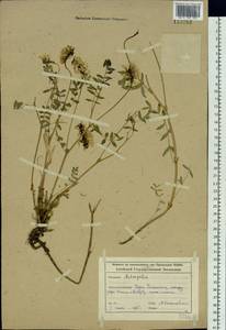 Astragalus laxmannii subsp. laxmannii, Siberia, Altai & Sayany Mountains (S2) (Russia)