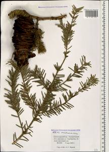 Abies nordmanniana (Steven) Spach, Caucasus, Krasnodar Krai & Adygea (K1a) (Russia)