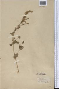 Atriplex flabellum Bunge ex Boiss., Middle Asia, Syr-Darian deserts & Kyzylkum (M7) (Uzbekistan)