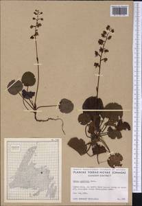 Pyrola asarifolia, America (AMER) (Canada)