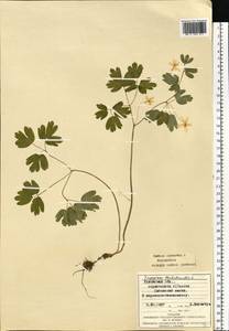 Isopyrum thalictroides L., Eastern Europe, West Ukrainian region (E13) (Ukraine)