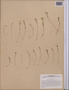 Hylotelephium ewersii (Ledeb.) H. Ohba, Middle Asia, Pamir & Pamiro-Alai (M2) (Tajikistan)