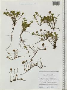 Thymus baicalensis Serg., Siberia, Baikal & Transbaikal region (S4) (Russia)