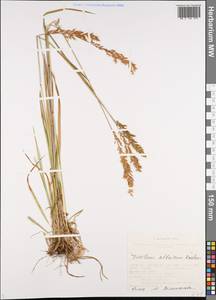 Trisetum altaicum Roshev., Siberia, Altai & Sayany Mountains (S2) (Russia)