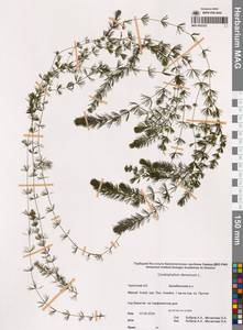 Ceratophyllum demersum L., Siberia, Chukotka & Kamchatka (S7) (Russia)