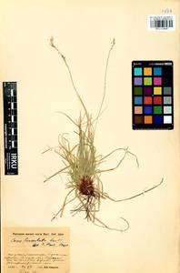 Carex lanceolata Boott, Siberia, Baikal & Transbaikal region (S4) (Russia)