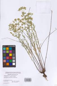 Euphorbia seguieriana Neck., Eastern Europe, Lower Volga region (E9) (Russia)