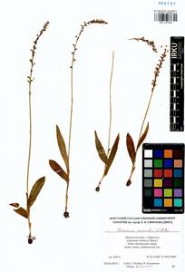 Herminium monorchis (L.) R.Br., Siberia, Baikal & Transbaikal region (S4) (Russia)