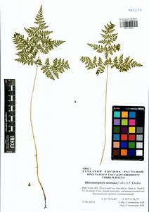 Cystopteris montana (Lam.) Desv., Siberia, Baikal & Transbaikal region (S4) (Russia)