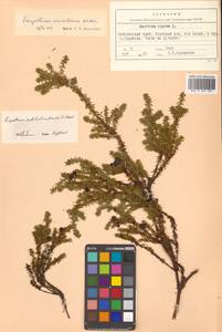 Empetrum nigrum subsp. subholarcticum (V.N.Vassil.) Kuvaev, Siberia, Russian Far East (S6) (Russia)