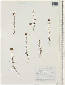 Valerianella coronata (L.) DC., Crimea (KRYM) (Russia)