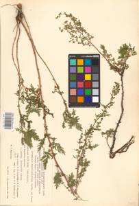 Artemisia stechmanniana Besser, Eastern Europe, Eastern region (E10) (Russia)