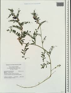 Vicia pannonica subsp. striata, Crimea (KRYM) (Russia)