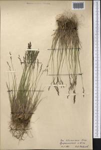 Poa glauca subsp. glauca, Middle Asia, Pamir & Pamiro-Alai (M2) (Tajikistan)
