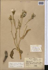 Pseudopodospermum ovatum (Trautv.) Zaika, Sukhor. & N. Kilian, Middle Asia, Karakum (M6) (Turkmenistan)