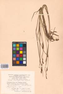 Carex acutiformis Ehrh., Eastern Europe, Eastern region (E10) (Russia)